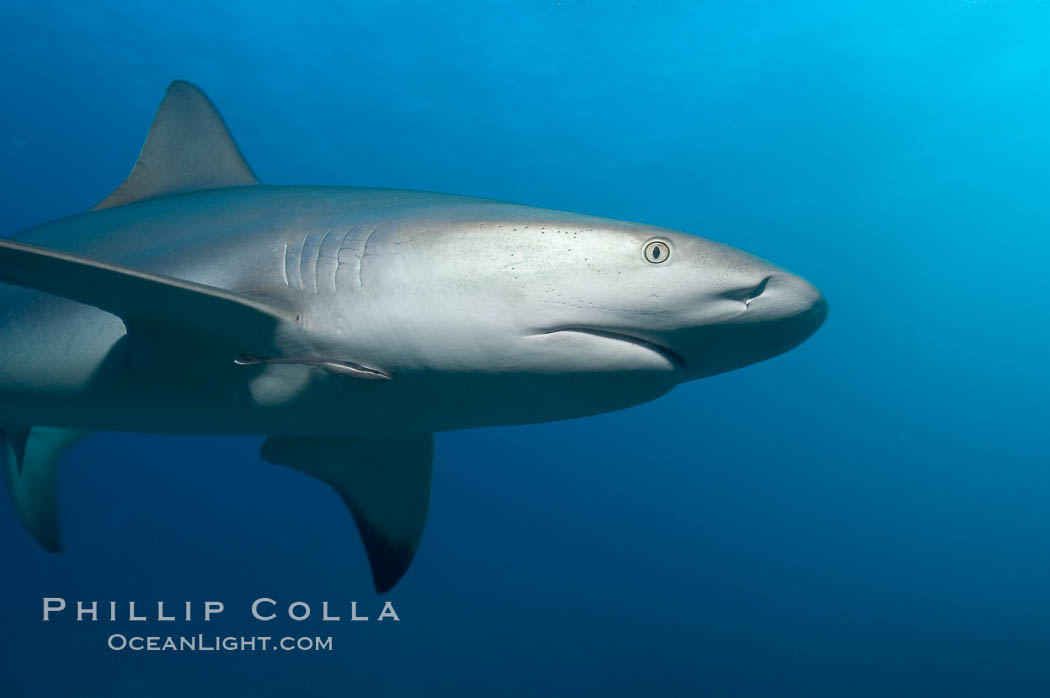 Caribbean reef shark. Bahamas, Carcharhinus perezi, natural history stock photograph, photo id 10556