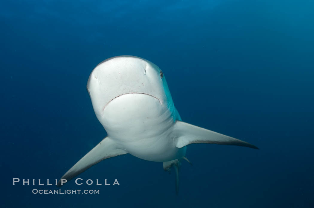 Caribbean reef shark. Bahamas, Carcharhinus perezi, natural history stock photograph, photo id 10572