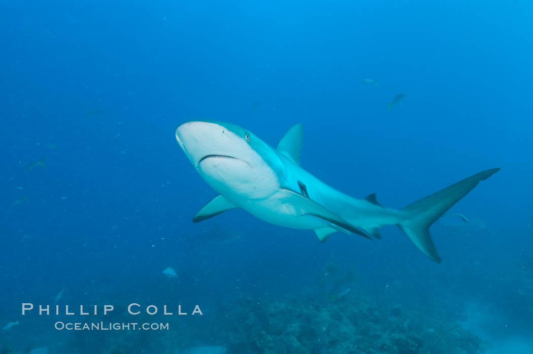 Caribbean reef shark. Bahamas, Carcharhinus perezi, natural history stock photograph, photo id 10580