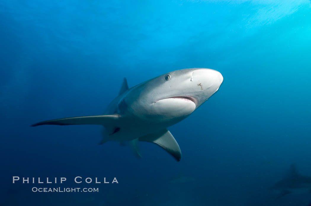 Caribbean reef shark. Bahamas, Carcharhinus perezi, natural history stock photograph, photo id 10584