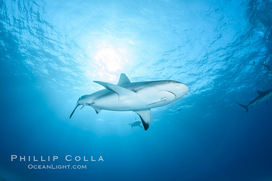Caribbean reef shark. Bahamas, Carcharhinus perezi, natural history stock photograph, photo id 31984