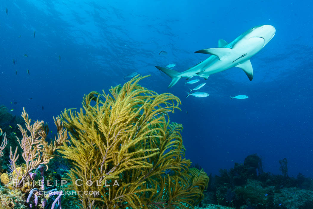 Caribbean reef shark swims over coral reef. Bahamas, Carcharhinus perezi, natural history stock photograph, photo id 31996