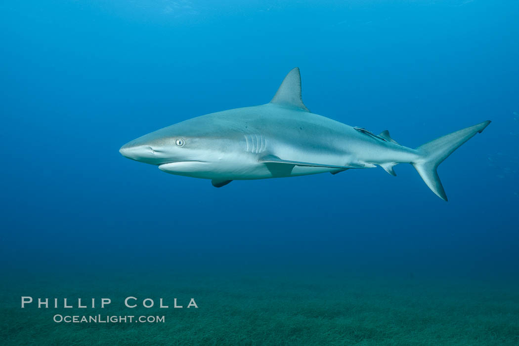 Caribbean reef shark swimming over eel grass. Bahamas, Carcharhinus perezi, natural history stock photograph, photo id 32008