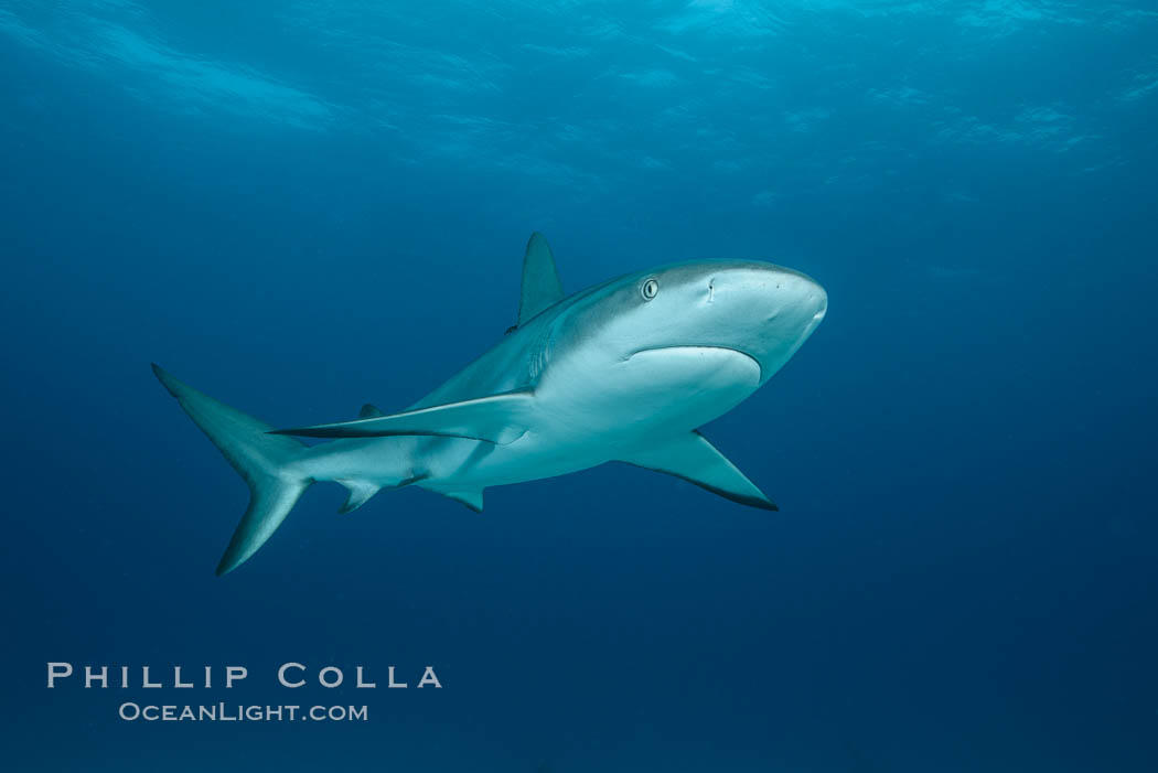Caribbean reef shark. Bahamas, Carcharhinus perezi, natural history stock photograph, photo id 32012