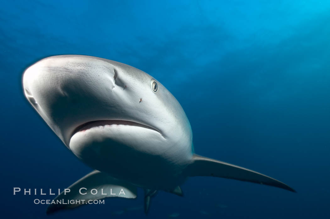 Caribbean reef shark, ampullae of Lorenzini visible on snout. Bahamas, Carcharhinus perezi, natural history stock photograph, photo id 10551