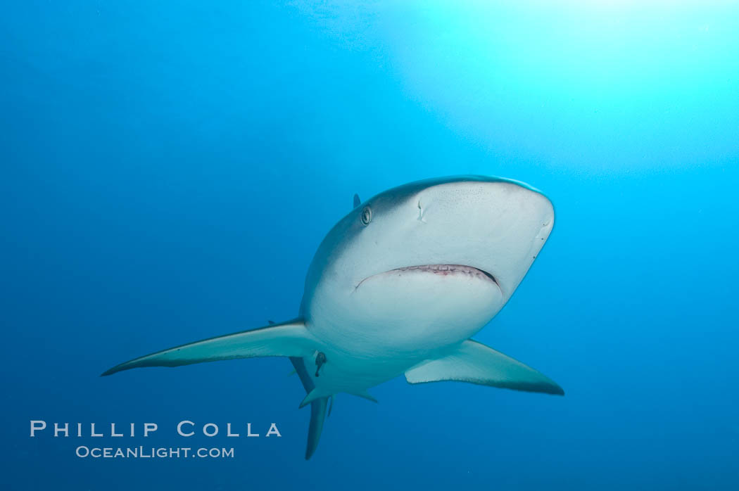 Caribbean reef shark. Bahamas, Carcharhinus perezi, natural history stock photograph, photo id 10555