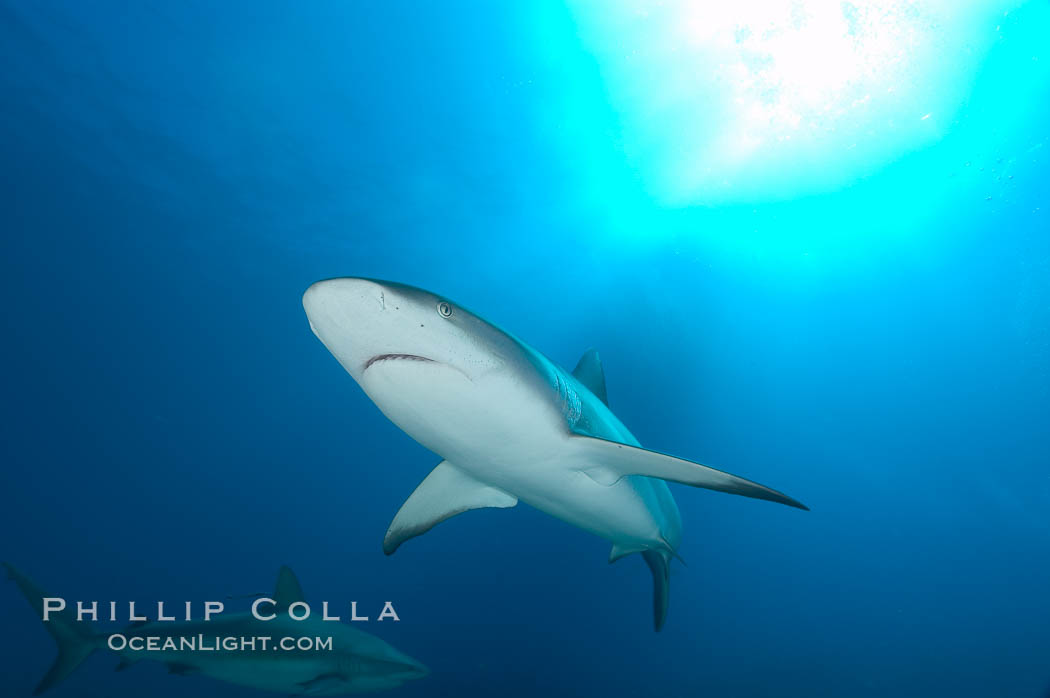 Caribbean reef shark. Bahamas, Carcharhinus perezi, natural history stock photograph, photo id 10559