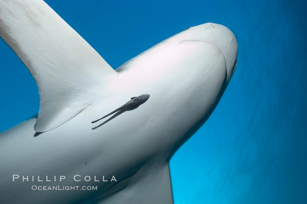 Caribbean reef shark with small sharksucker visible on underside. Bahamas, Carcharhinus perezi, Echeneis naucrates, natural history stock photograph, photo id 10563