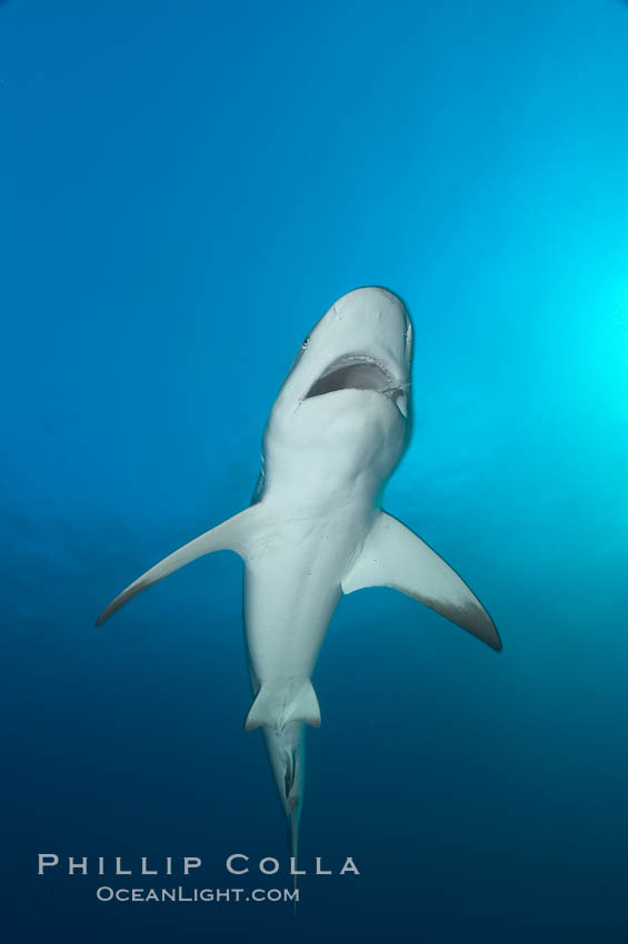 Caribbean reef shark. Bahamas, Carcharhinus perezi, natural history stock photograph, photo id 10567