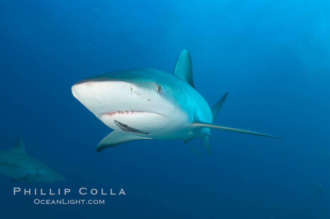 Caribbean reef shark with small sharksucker visible on underside. Bahamas, Carcharhinus perezi, Echeneis naucrates, natural history stock photograph, photo id 10571