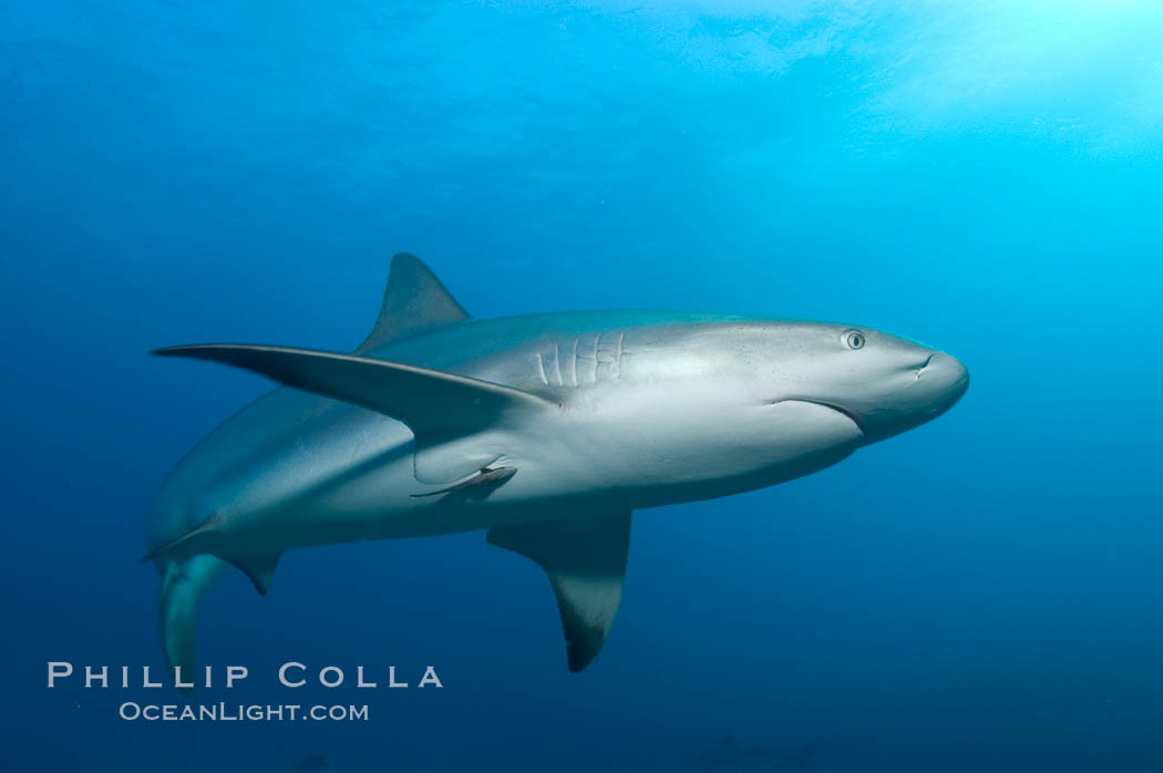 Caribbean reef shark with small sharksucker visible on underside. Bahamas, Carcharhinus perezi, Echeneis naucrates, natural history stock photograph, photo id 10583