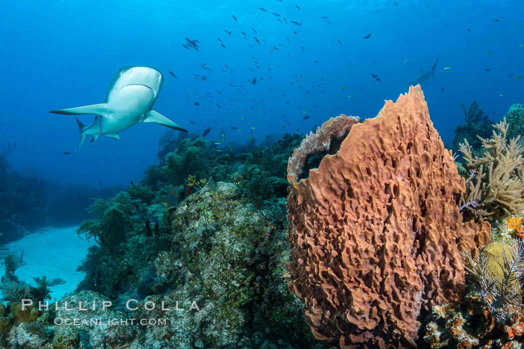 Caribbean reef shark swims over sponges and coral reef. Bahamas, Carcharhinus perezi, natural history stock photograph, photo id 31979