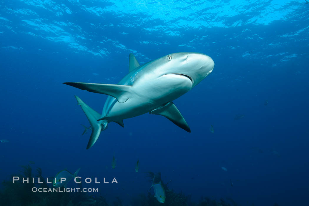 Caribbean reef shark. Bahamas, Carcharhinus perezi, natural history stock photograph, photo id 31983