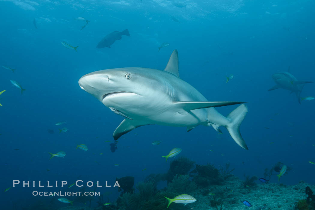 Caribbean reef shark. Bahamas, Carcharhinus perezi, natural history stock photograph, photo id 31987