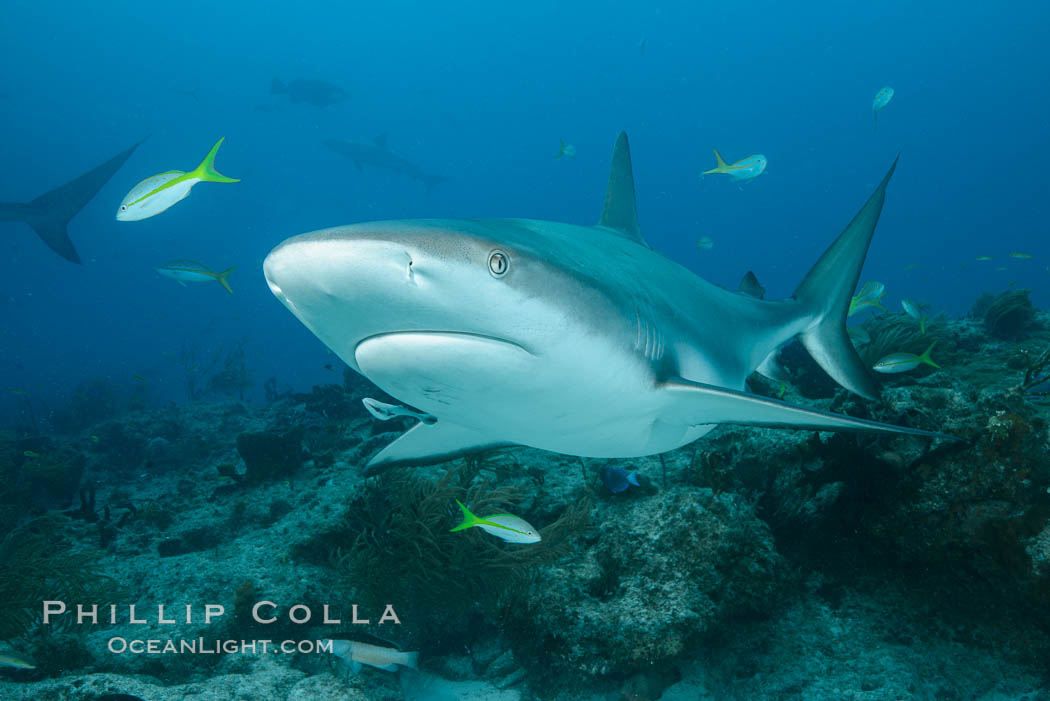 Caribbean reef shark. Bahamas, Carcharhinus perezi, natural history stock photograph, photo id 31999