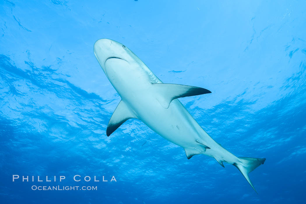 Caribbean reef shark. Bahamas, Carcharhinus perezi, natural history stock photograph, photo id 32003