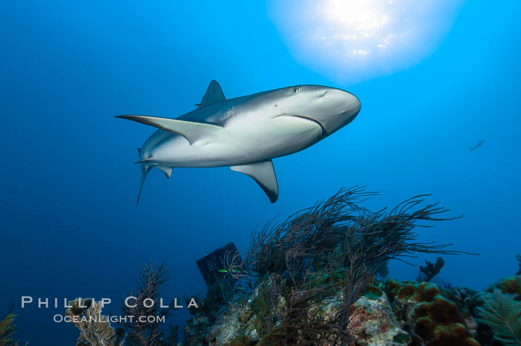 Caribbean reef shark swims over a coral reef. Bahamas, Carcharhinus perezi, natural history stock photograph, photo id 10557