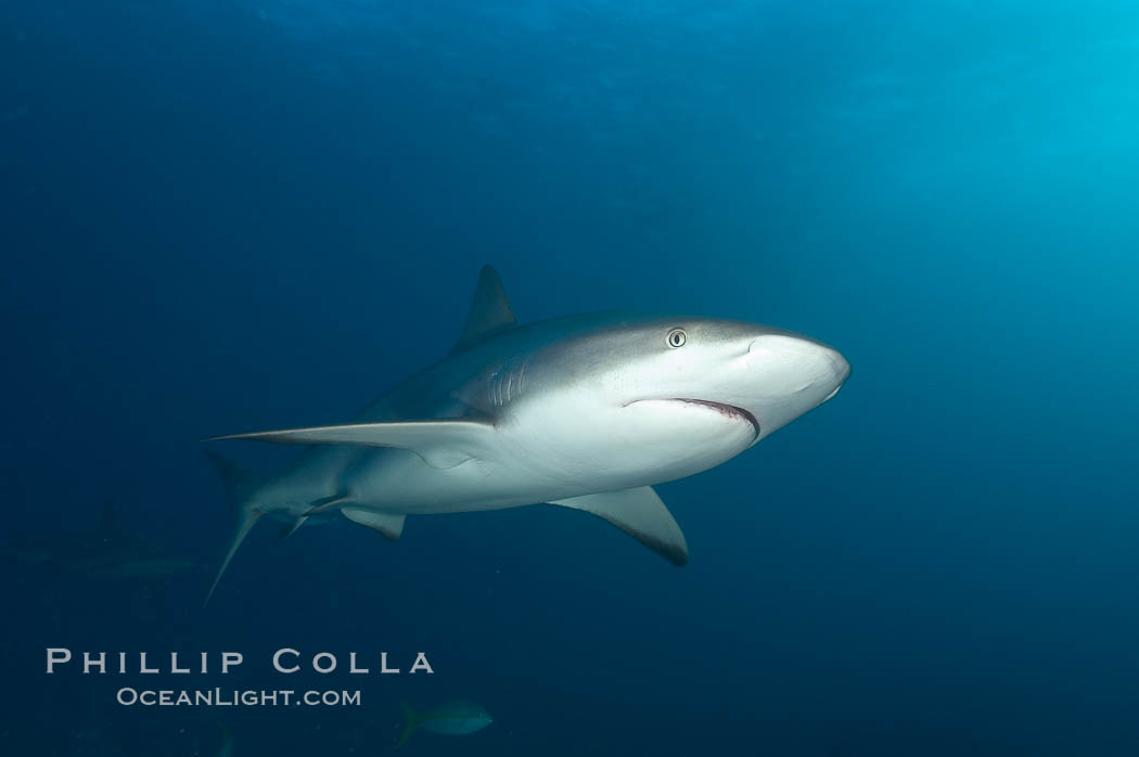 Caribbean reef shark. Bahamas, Carcharhinus perezi, natural history stock photograph, photo id 10565