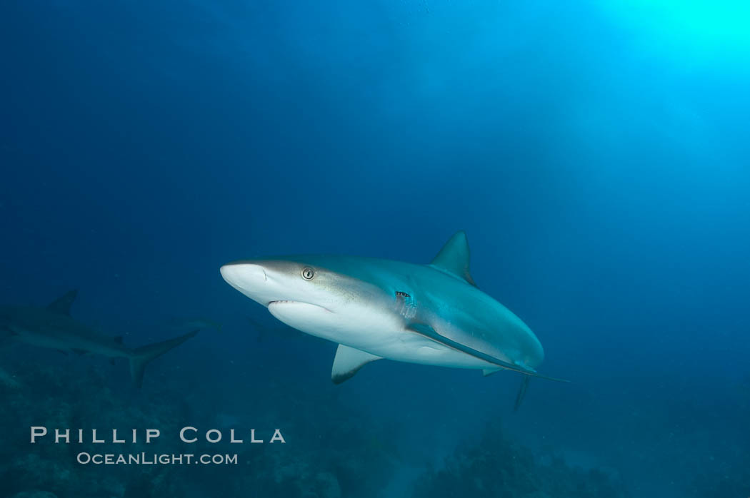 Caribbean reef shark. Bahamas, Carcharhinus perezi, natural history stock photograph, photo id 10569