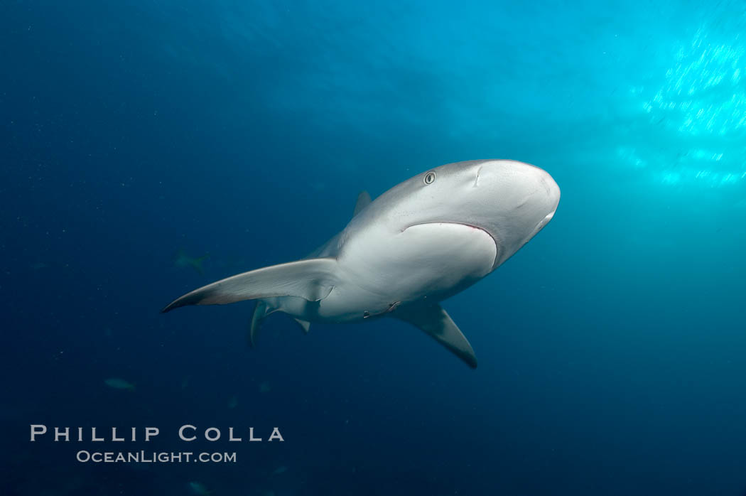 Caribbean reef shark. Bahamas, Carcharhinus perezi, natural history stock photograph, photo id 10573