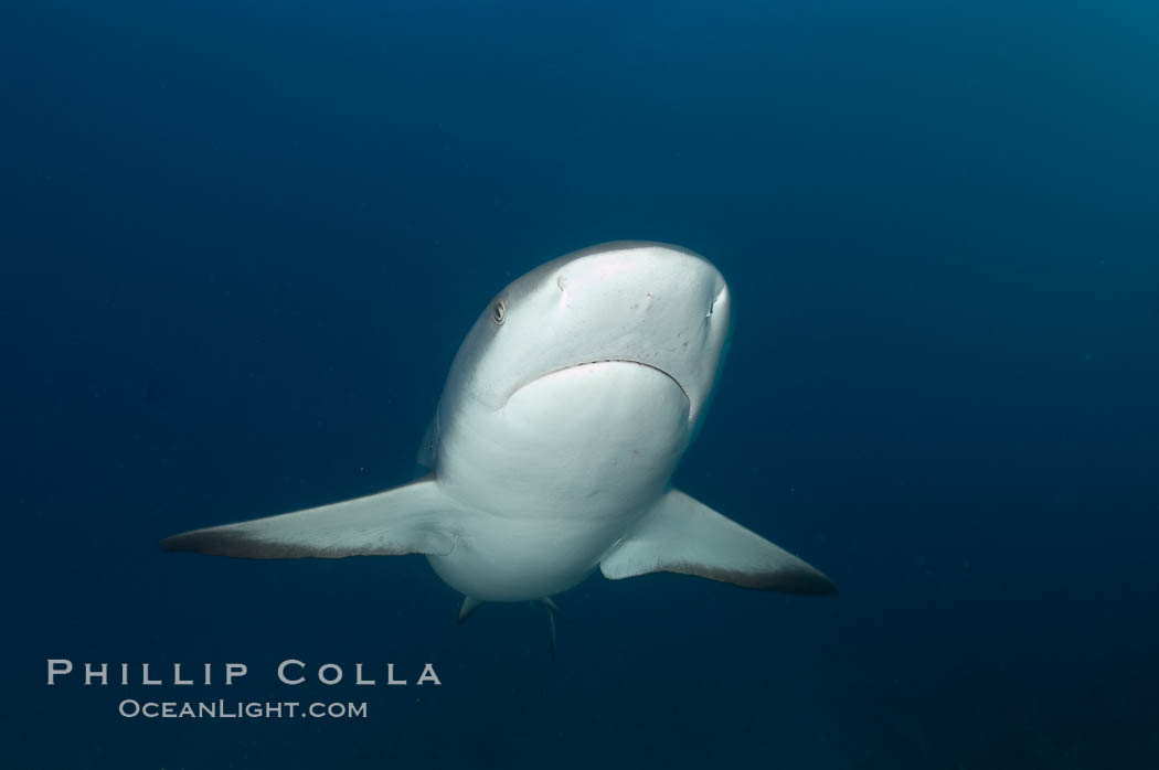 Caribbean reef shark. Bahamas, Carcharhinus perezi, natural history stock photograph, photo id 10577