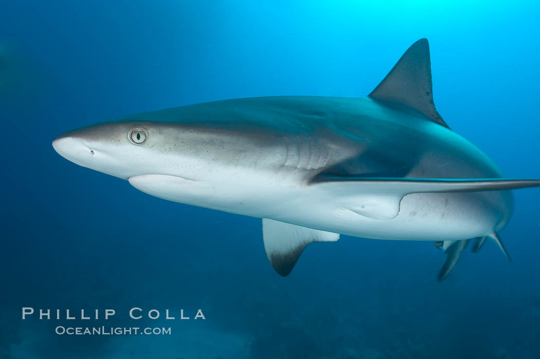 Caribbean reef shark, ampullae of Lorenzini visible on snout. Bahamas, Carcharhinus perezi, natural history stock photograph, photo id 10581