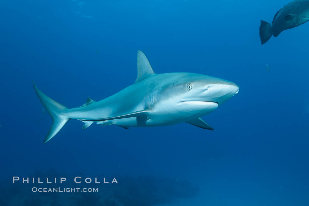 Caribbean reef shark. Bahamas, Carcharhinus perezi, natural history stock photograph, photo id 31989