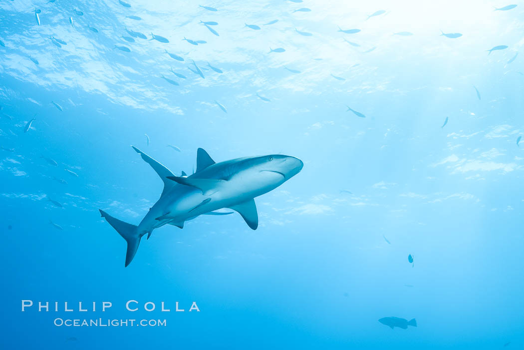 Caribbean reef shark. Bahamas, Carcharhinus perezi, natural history stock photograph, photo id 31993