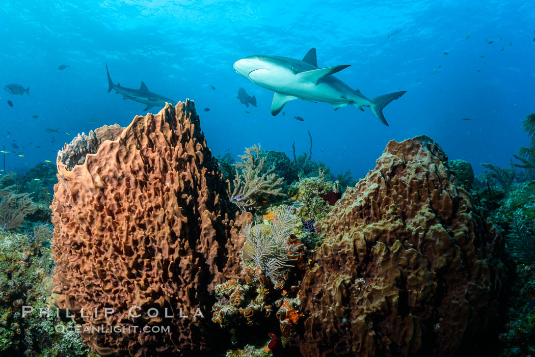 Caribbean reef shark swims over sponges and coral reef. Bahamas, Carcharhinus perezi, natural history stock photograph, photo id 31997