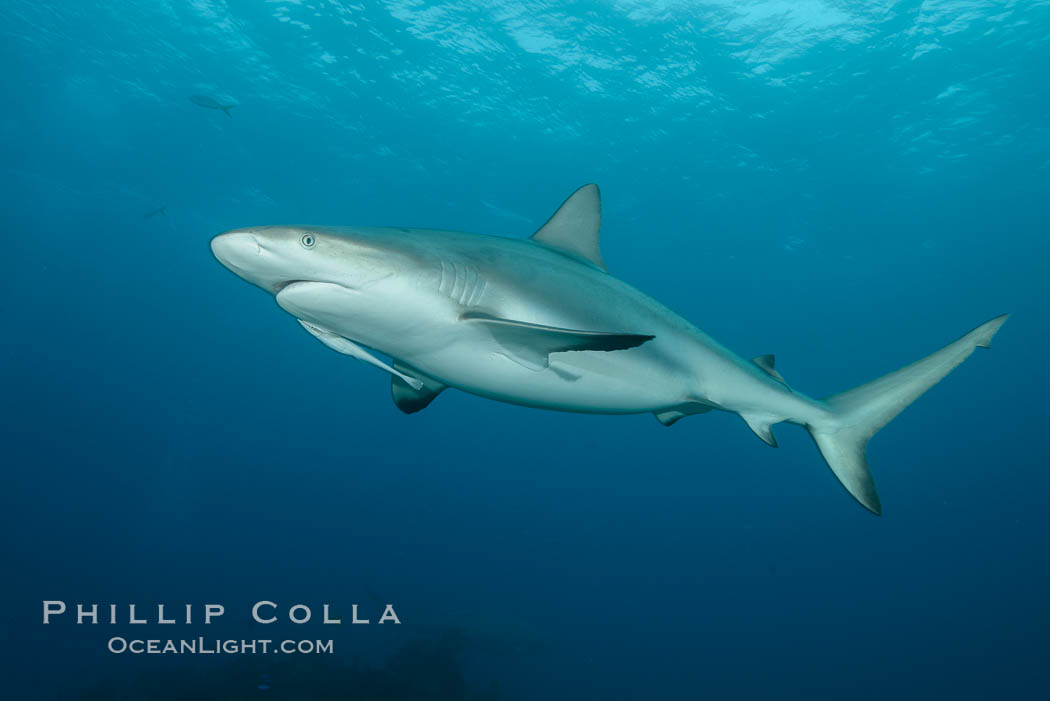 Caribbean reef shark. Bahamas, Carcharhinus perezi, natural history stock photograph, photo id 32013