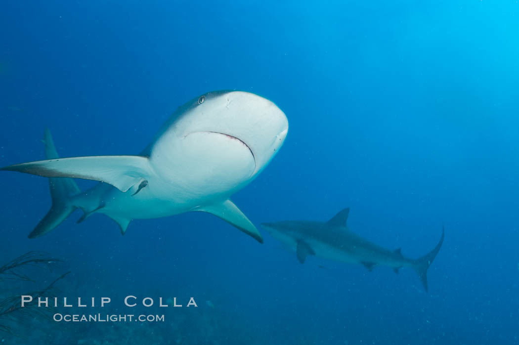 Caribbean reef shark. Bahamas, Carcharhinus perezi, natural history stock photograph, photo id 10586