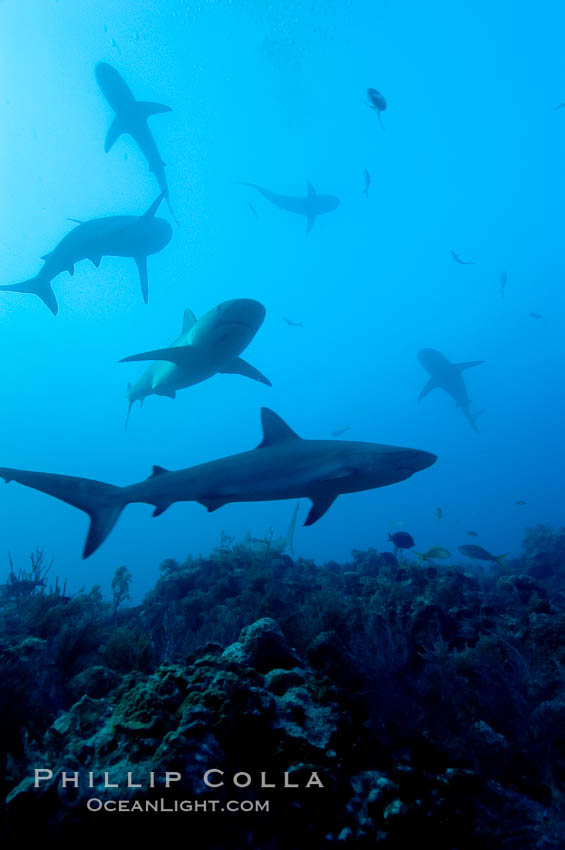 Lots of Caribbean reef sharks gather over a coral reef. Bahamas, Carcharhinus perezi, natural history stock photograph, photo id 10590