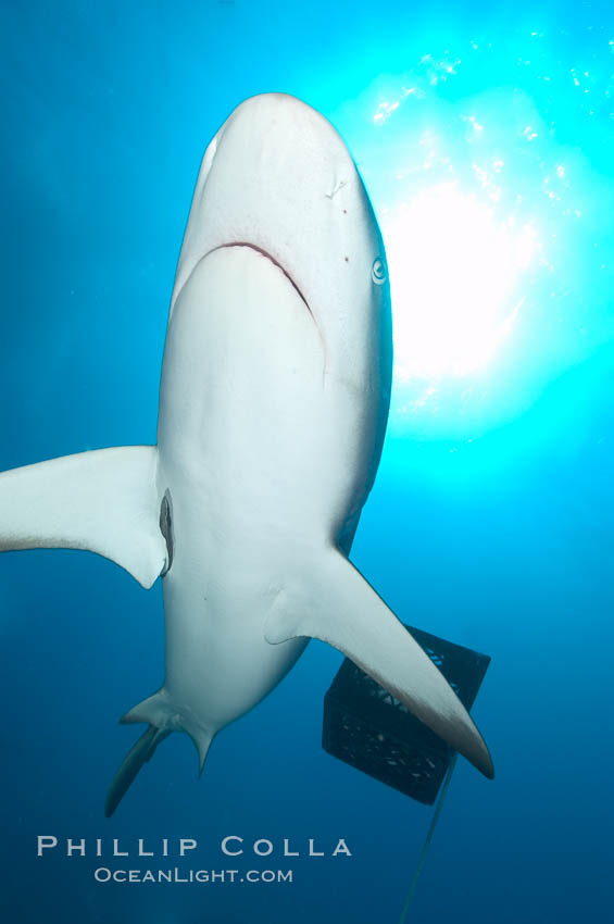 Caribbean reef shark. Bahamas, Carcharhinus perezi, natural history stock photograph, photo id 10594
