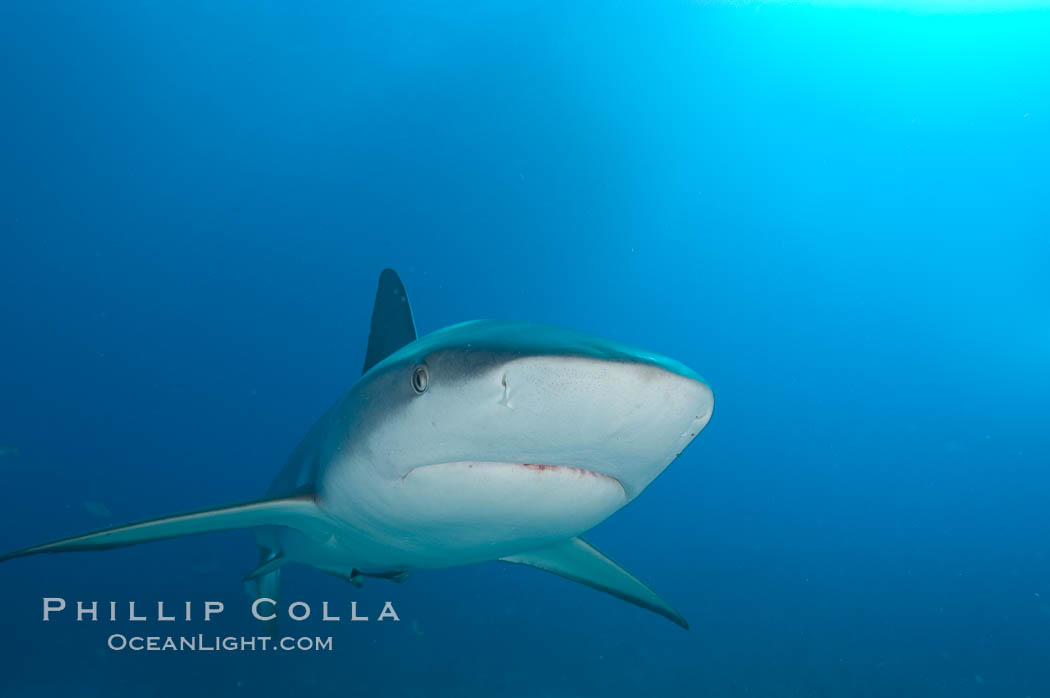 Caribbean reef shark. Bahamas, Carcharhinus perezi, natural history stock photograph, photo id 10598