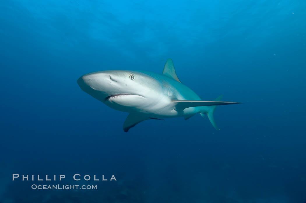 Caribbean reef shark. Bahamas, Carcharhinus perezi, natural history stock photograph, photo id 10602