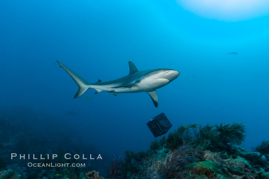 Caribbean reef shark swims over a coral reef. Bahamas, Carcharhinus perezi, natural history stock photograph, photo id 10606