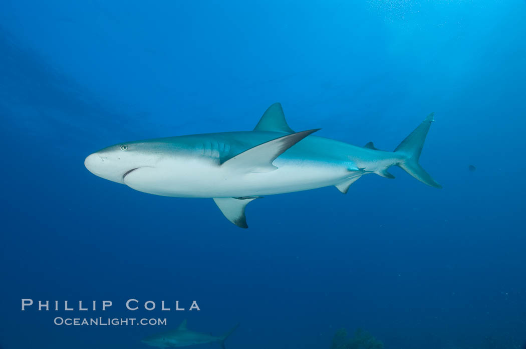 Caribbean reef shark. Bahamas, Carcharhinus perezi, natural history stock photograph, photo id 10614