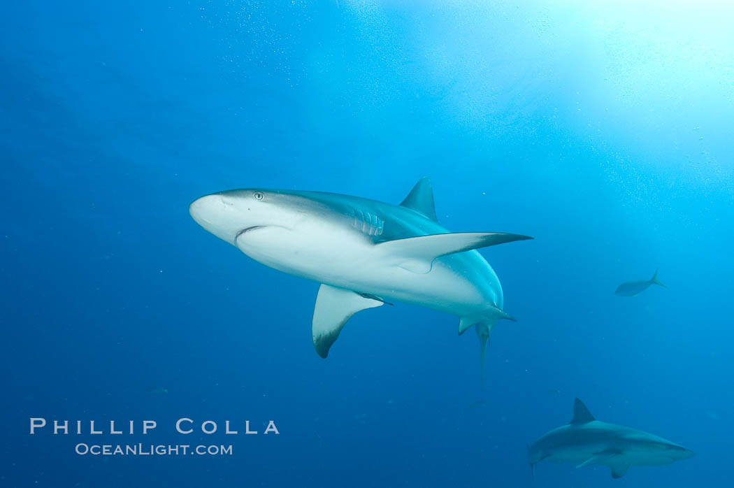 Caribbean reef shark. Bahamas, Carcharhinus perezi, natural history stock photograph, photo id 10618