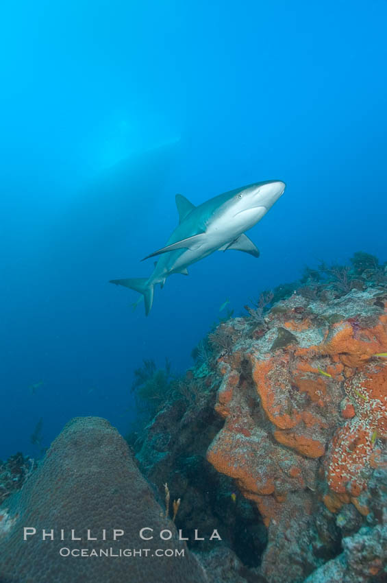 Caribbean reef shark swims over a coral reef. Bahamas, Carcharhinus perezi, natural history stock photograph, photo id 10588