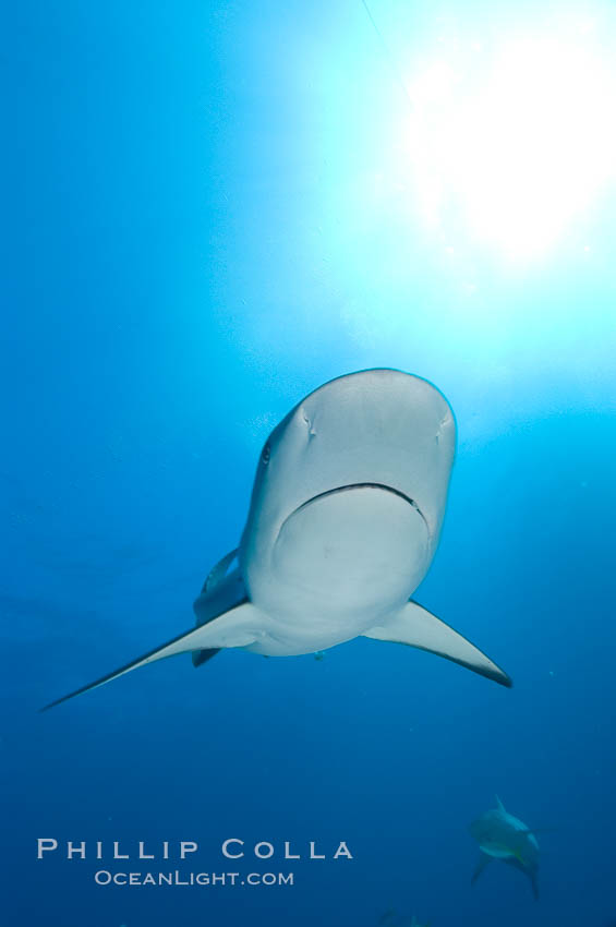 Caribbean reef shark. Bahamas, Carcharhinus perezi, natural history stock photograph, photo id 10592