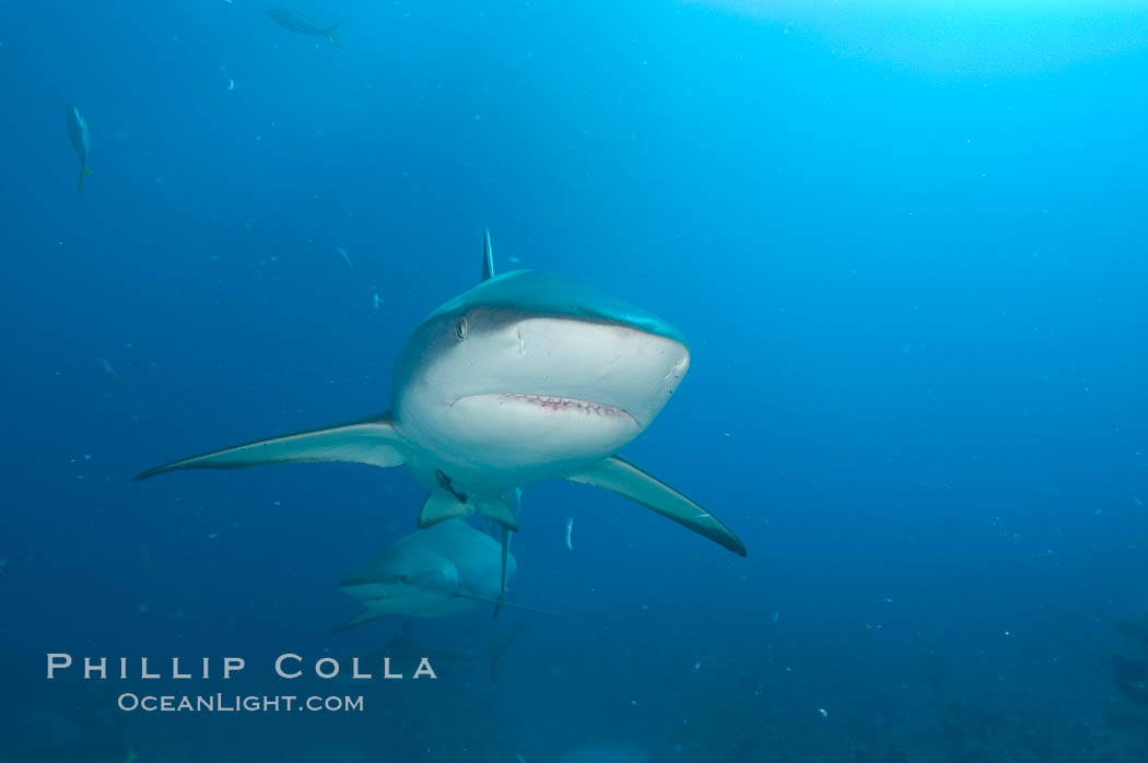 Caribbean reef shark. Bahamas, Carcharhinus perezi, natural history stock photograph, photo id 10596