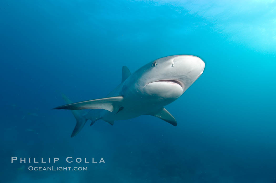 Caribbean reef shark. Bahamas, Carcharhinus perezi, natural history stock photograph, photo id 10604