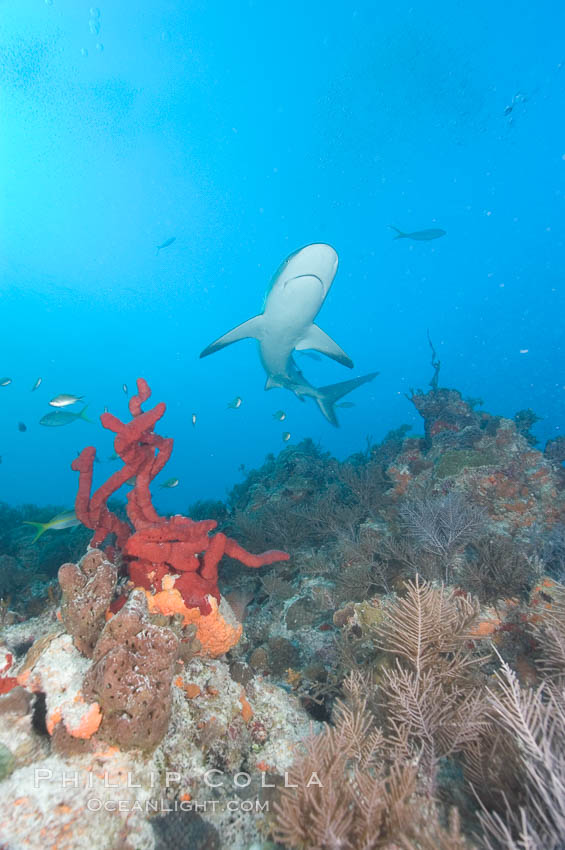 Caribbean reef shark swims over a coral reef. Bahamas, Carcharhinus perezi, natural history stock photograph, photo id 10608