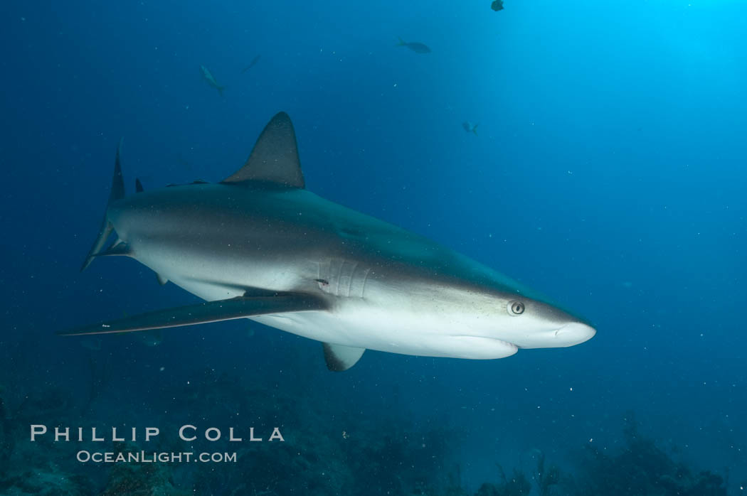 Caribbean reef shark. Bahamas, Carcharhinus perezi, natural history stock photograph, photo id 10616