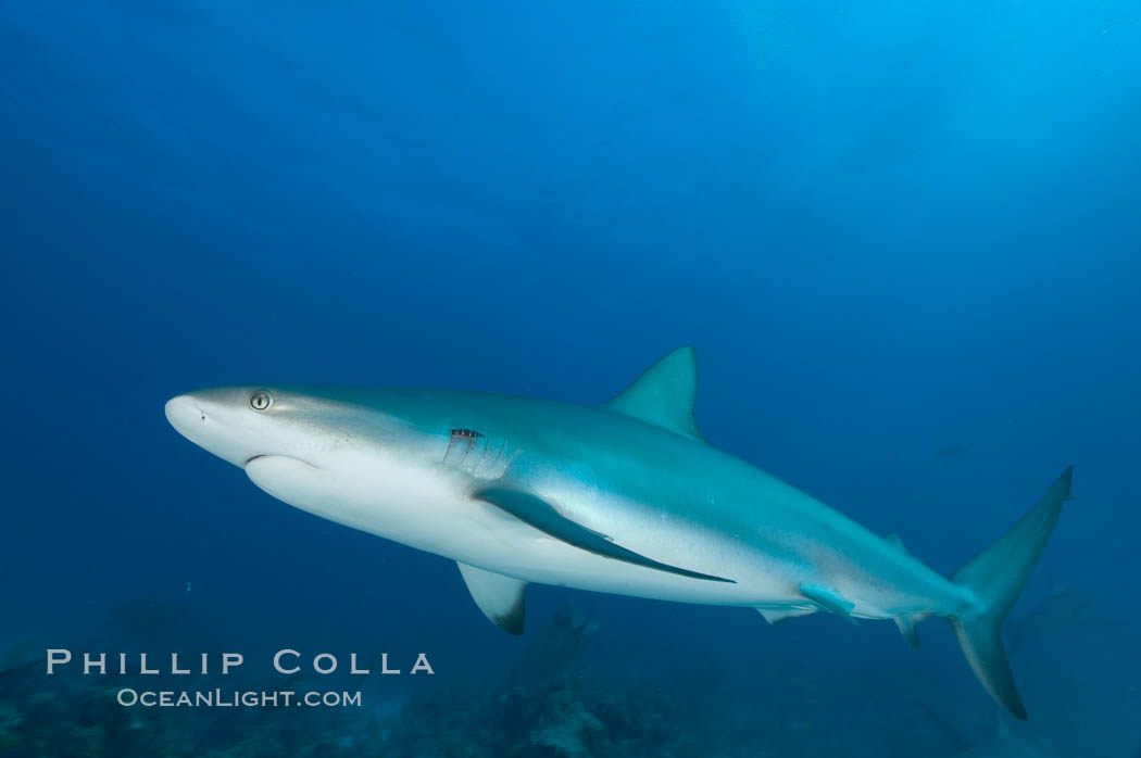 Caribbean reef shark. Bahamas, Carcharhinus perezi, natural history stock photograph, photo id 10620