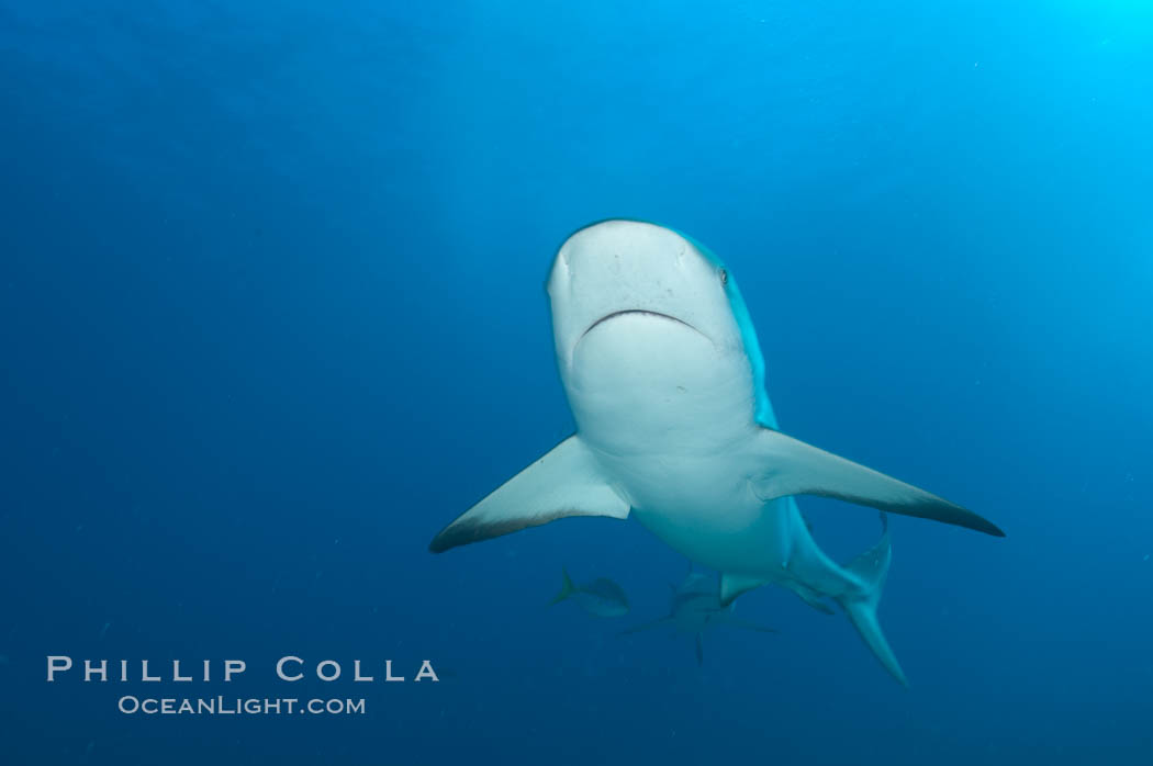 Caribbean reef shark. Bahamas, Carcharhinus perezi, natural history stock photograph, photo id 10587