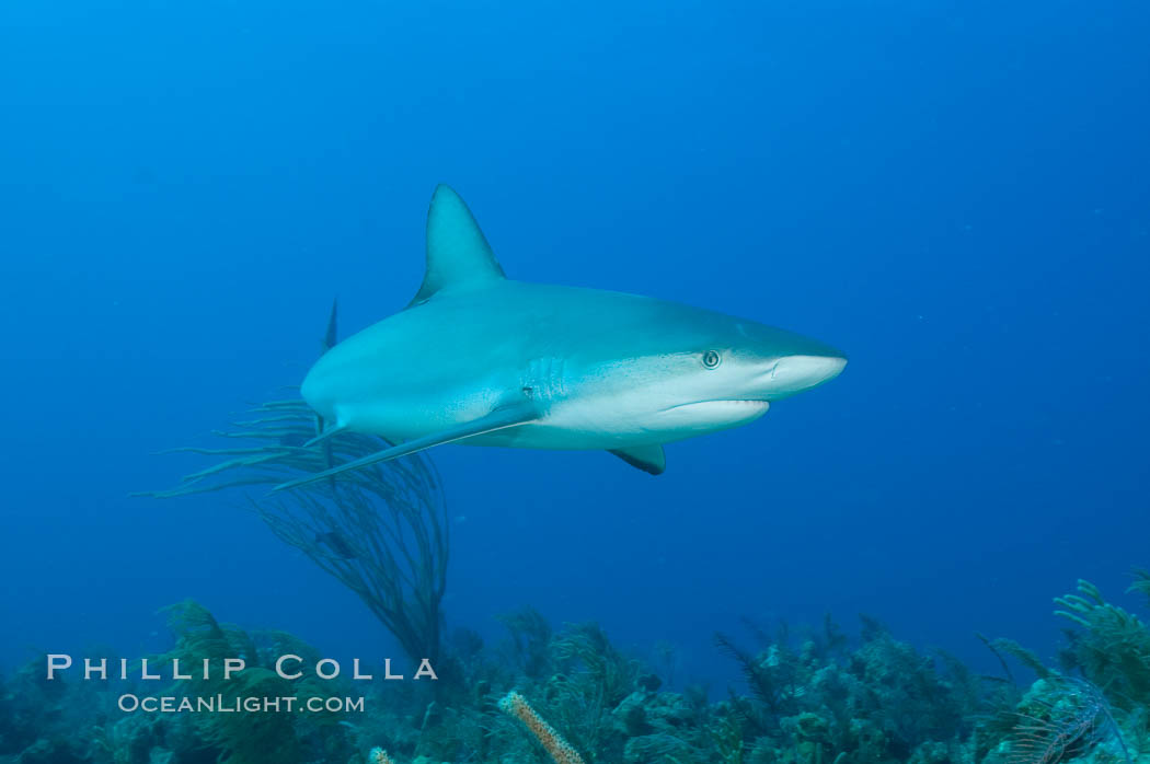 Caribbean reef shark swims over a coral reef. Bahamas, Carcharhinus perezi, natural history stock photograph, photo id 10591