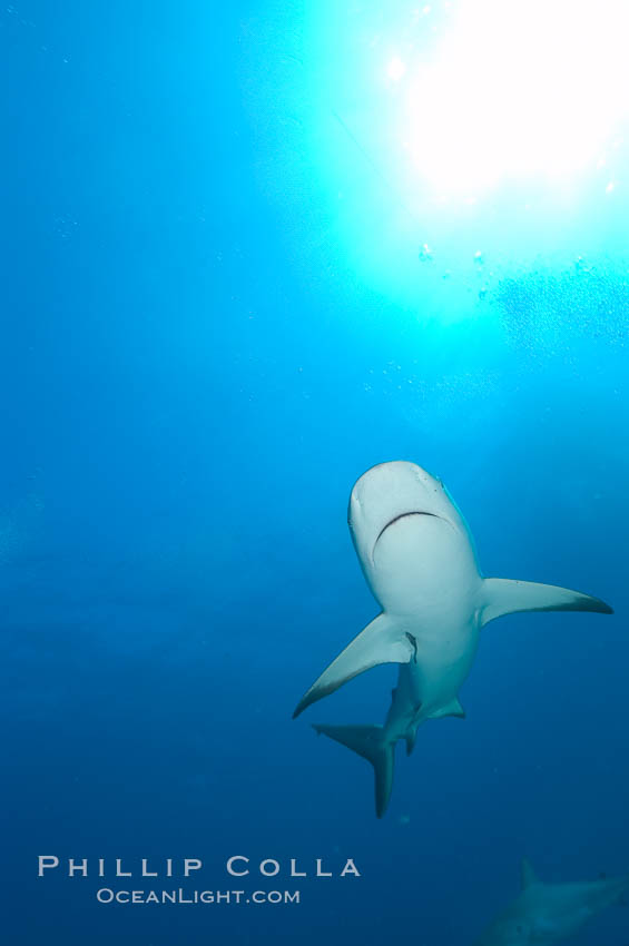 Caribbean reef shark. Bahamas, Carcharhinus perezi, natural history stock photograph, photo id 10595