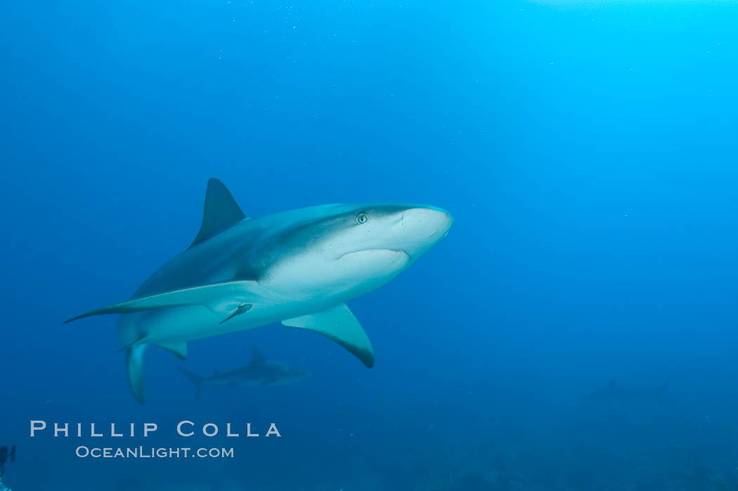 Caribbean reef shark. Bahamas, Carcharhinus perezi, natural history stock photograph, photo id 10599