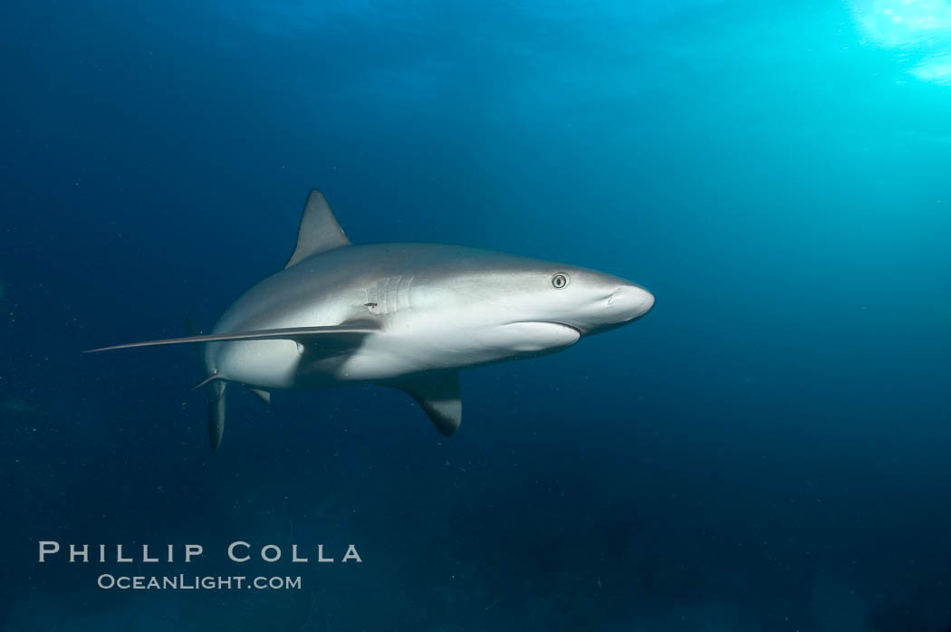 Caribbean reef shark. Bahamas, Carcharhinus perezi, natural history stock photograph, photo id 10603